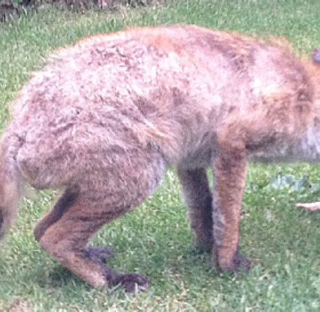 A fox suffering from Sarcoptic Mange-1