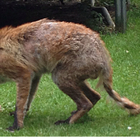 A fox with mange will often adopt a hunched up appearance