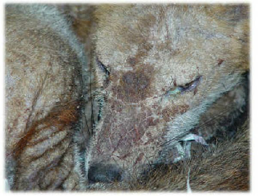 Fox Before Mange treatment