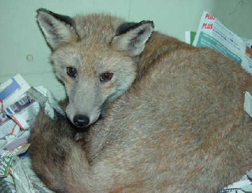 Fox after mange treatment