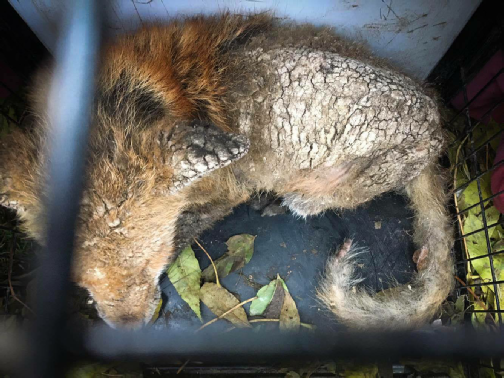 Fox suffering from Mange with cracked skin
