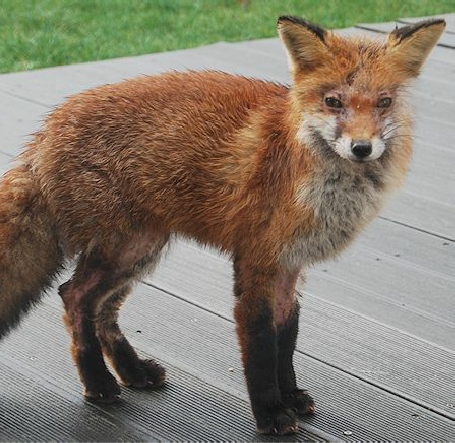 Whilst mange usually starts on the tail, it can start anywhere on the body of the fox