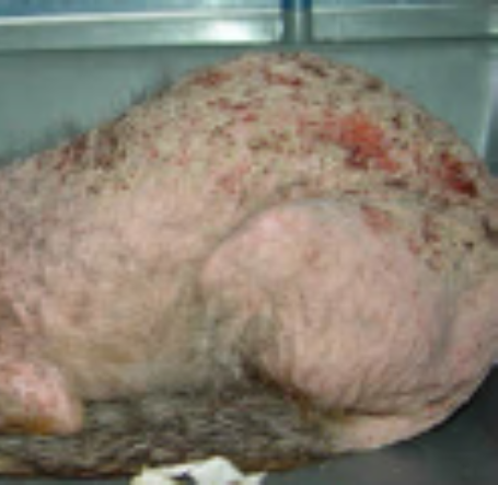 Fox with no hair and open wounds due to mange.