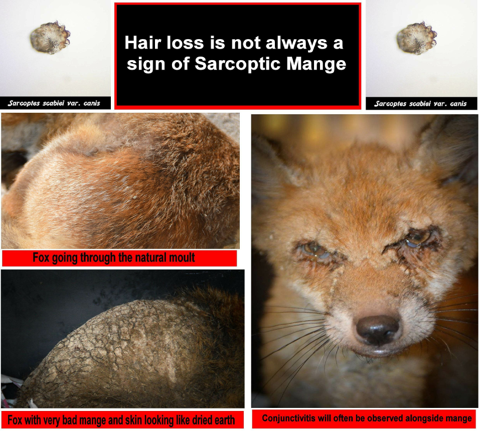 Hair loss on a fox isn’t always a sign of Sarcoptic Mange