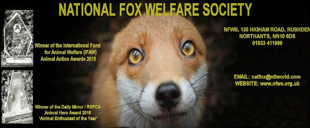 National Fox Welfare Society: Free Treatment For Mange in Foxes | Fox Information | Injured Fox | Sick Fox | Poorly Fox | mange-treatment-for-foxes