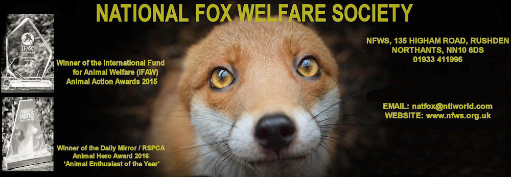 National Fox Welfare Society: Free Treatment For Mange in Foxes | Fox Information | Injured Fox | Sick Fox | Poorly Fox | mange-treatment-for-foxes