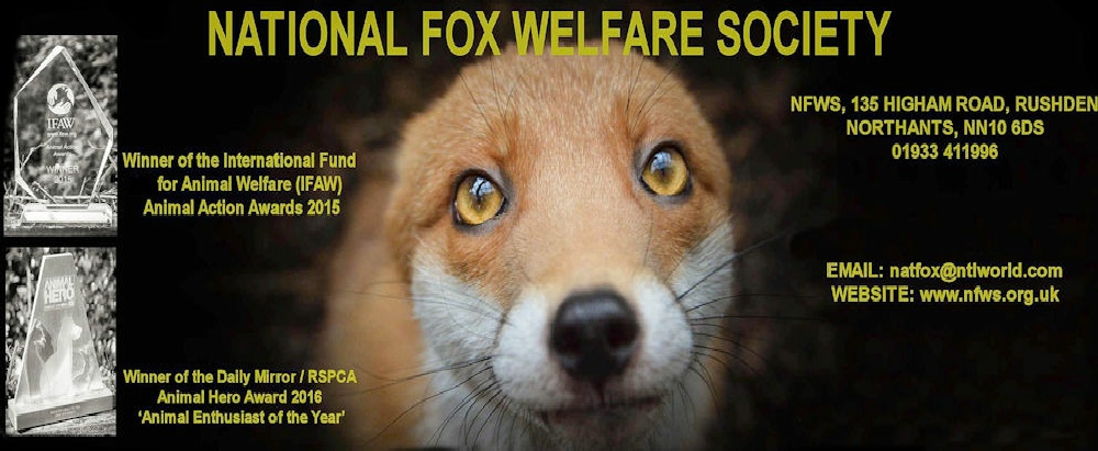 Sarcoptic Mange In Foxes Free Fox Mange Treatment Free Mange