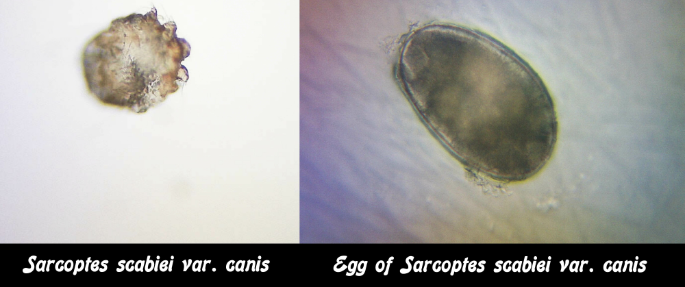 Sarcoptic Mange Mite and Egg