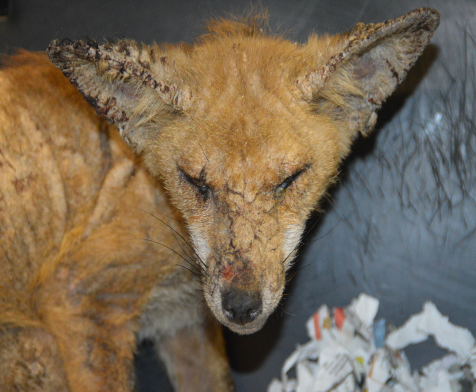 Sarcoptic Mange in foxes, what we suggest |  Please see our page on how you can get the Free Mange treatment we provide for foxes.