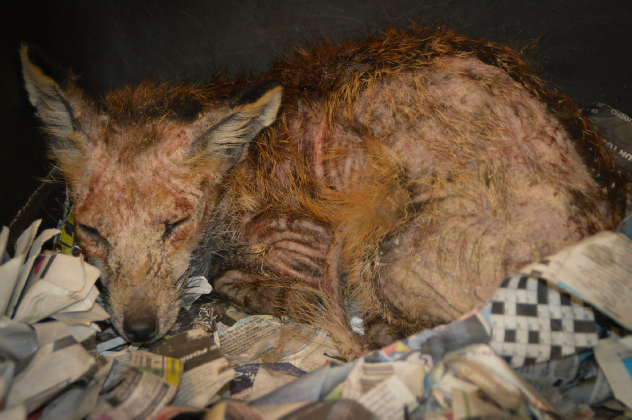 Sarcoptic Mange in the red fox can also causes conjunctivitis