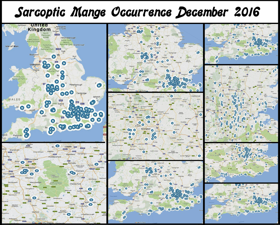 Sarcoptic-Mange-Occurrence-Dec-2016